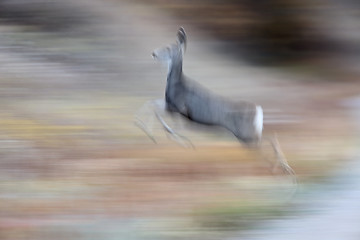 Image showing Deer on the run