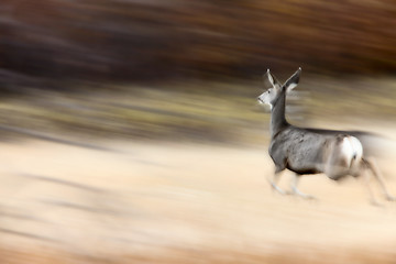 Image showing Deer on the run