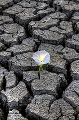 Image showing Dried up River Bed