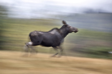 Image showing Moose on the run