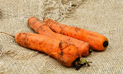 Image showing Carrots