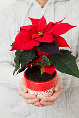 Image showing Christmas star poinsettia