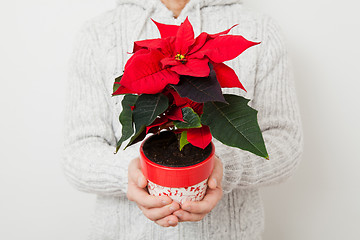 Image showing Christmas star poinsettia