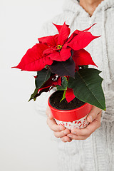 Image showing Christmas star poinsettia