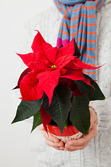 Image showing Christmas star poinsettia