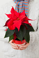 Image showing Christmas star poinsettia