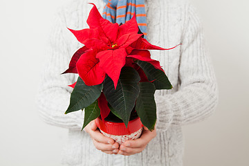 Image showing Christmas star poinsettia