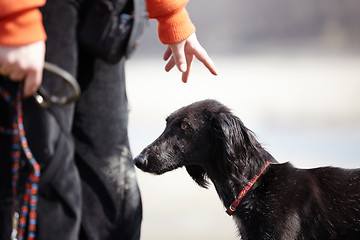 Image showing Dog and trainer