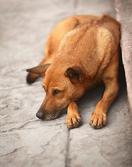 Image showing Homeless dog on the pavement