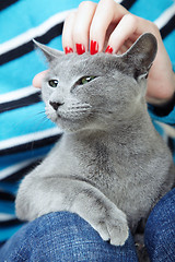 Image showing Human hand stroking cat