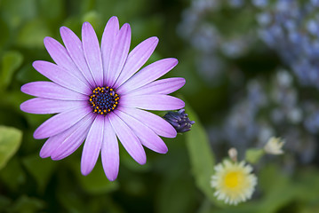 Image showing Purple Daisy 