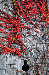 Image showing Red Plant on Medieval Wall