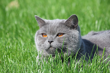 Image showing Grey british cat in the grass