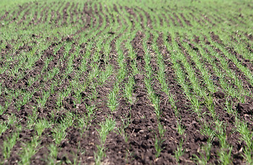 Image showing Field with a little sprouts