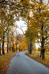 Image showing Autumn road.