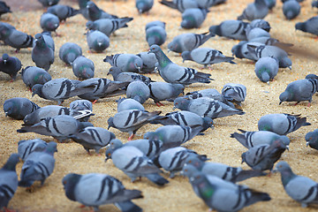 Image showing Pigeons feeding on the square