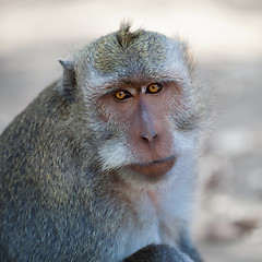 Image showing Monkey - macaca fascicularis