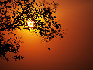 Image showing Sun shining through the trees