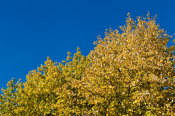 Image showing beautiful blue sky and yellow tree in autumn