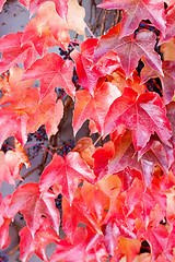 Image showing red and orange leaves in autumn 