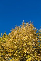 Image showing beautiful blue sky and yellow tree in autumn