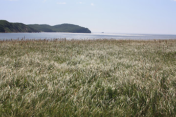 Image showing Waves of an grass are similar to sea waves