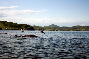 Image showing Flight of birds of seagulls over water