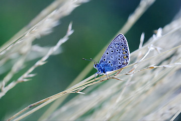 Image showing blue butterfly