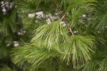 Image showing Pine needles