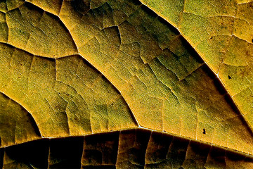 Image showing yellow  leaf