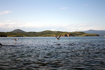 Image showing Flight of birds of seagulls over water