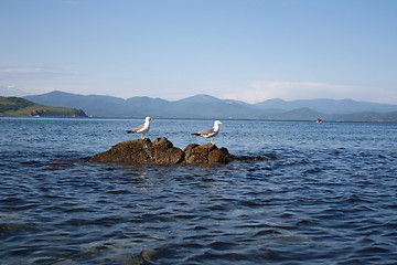 Image showing Seagulls have a rest on a stone