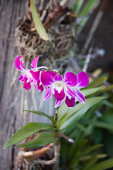 Image showing Pink orchid close-up