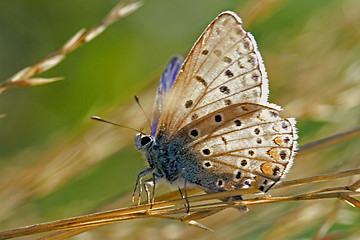 Image showing brown butterfly resting in the bush