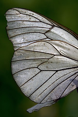 Image showing  wing of a  butterfly and his line