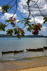 Image showing  madagascar branch boat palm 