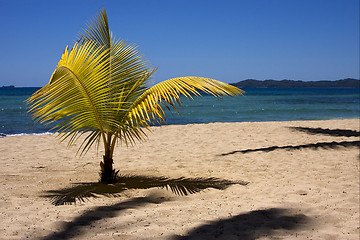Image showing palm  and coastline