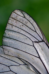 Image showing white wing  line