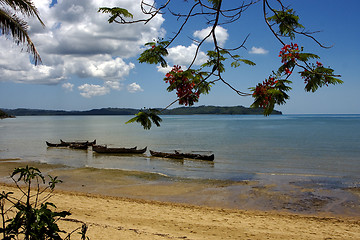 Image showing  madagascar branch