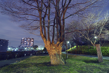 Image showing elm tree