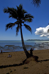 Image showing  boat palm and coastline