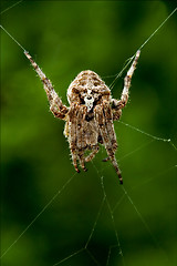 Image showing Araneus Angulatus in the web