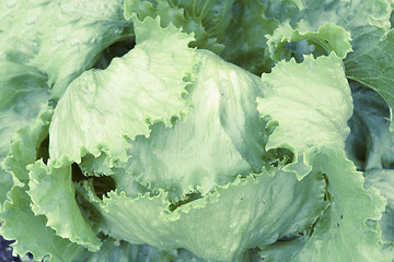 Image showing White cabbage