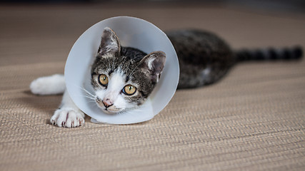 Image showing Siamese cat in a collar