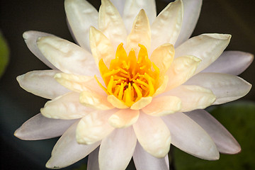 Image showing White Lotus