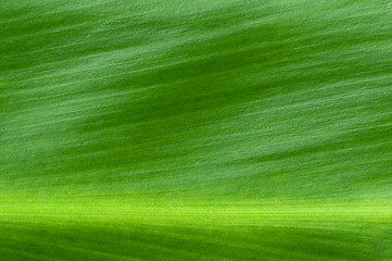 Image showing Natural background of green leaf