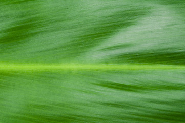 Image showing Natural background of green leaf