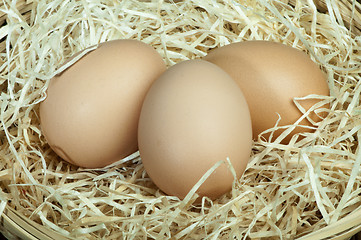 Image showing Raw eggs in straw