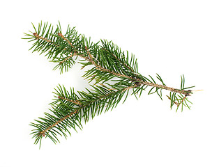 Image showing Fir branch