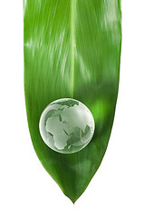 Image showing Glass globe on green leaf